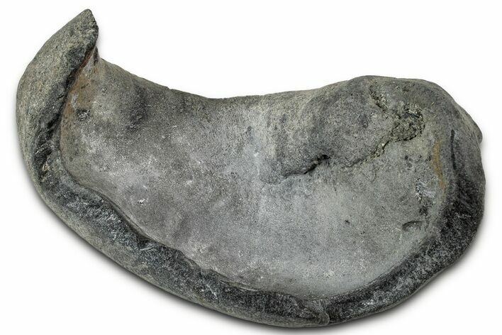 Large Fossil Whale Ear Bone - South Carolina #346963